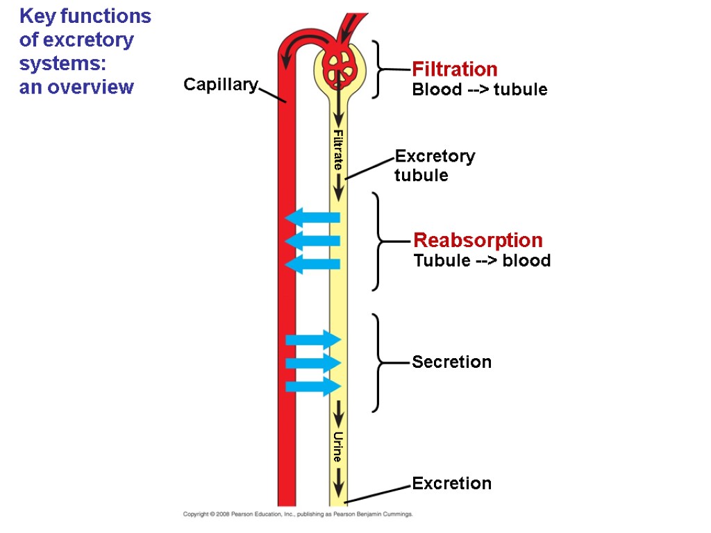 Key functions of excretory systems: an overview Capillary Excretion Secretion Reabsorption Tubule --> blood